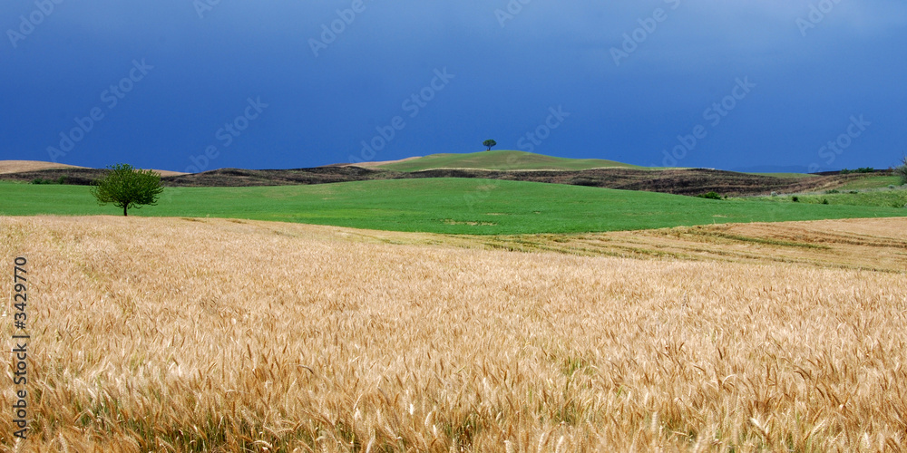 campo di grano in tempesta