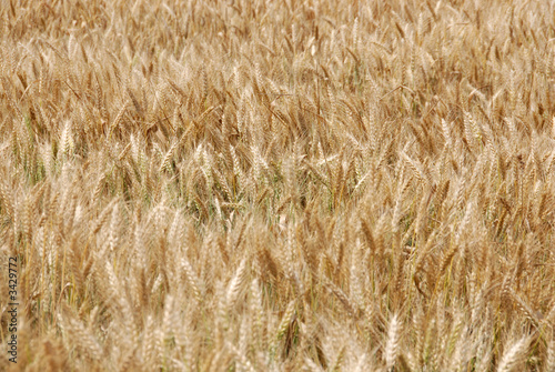 grano
