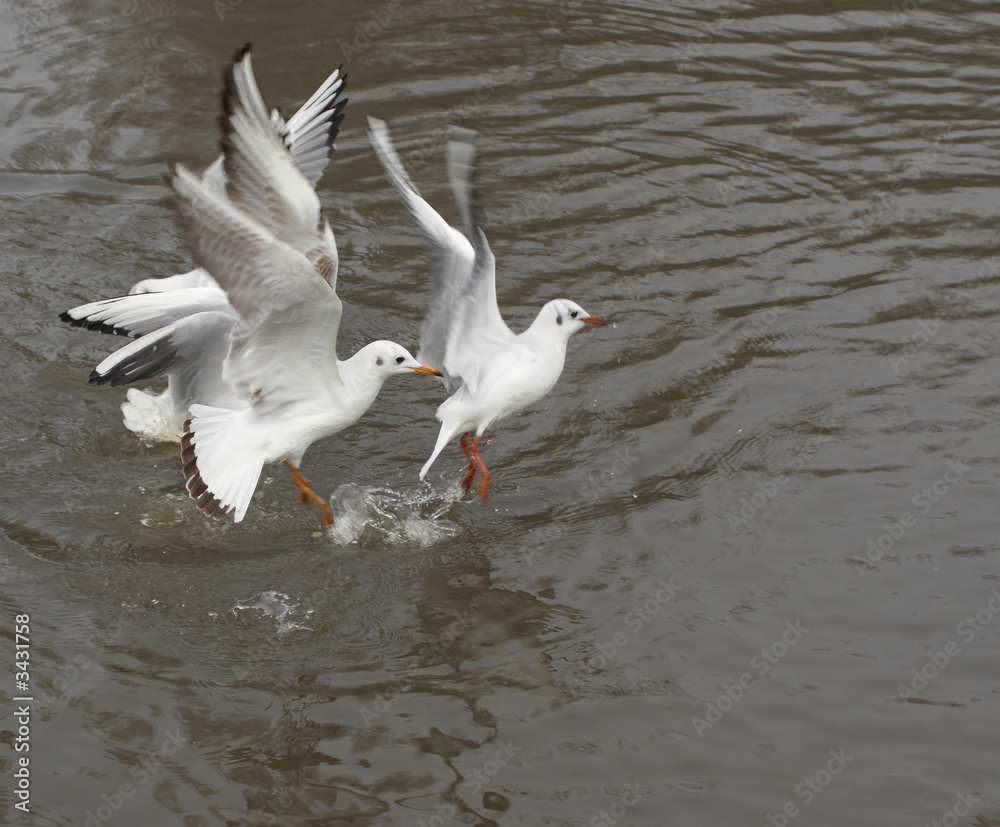 Fototapeta premium Seagulls