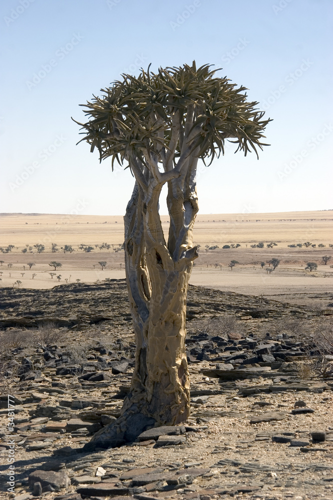 arbre à carquois quiver tree Stock Photo Adobe Stock