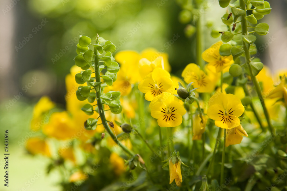 Obraz premium yellow flowers