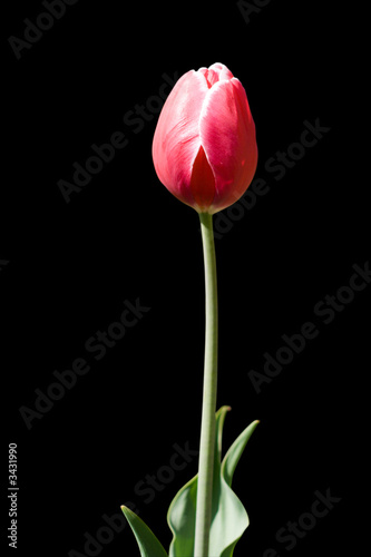 flower of tulip isolated on black