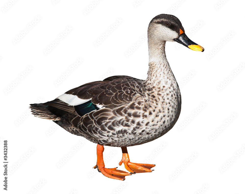 Obraz premium male spot-billed duck isolated on white
