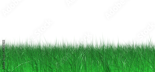 green juicy grass