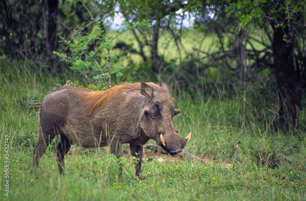 warthog warthog