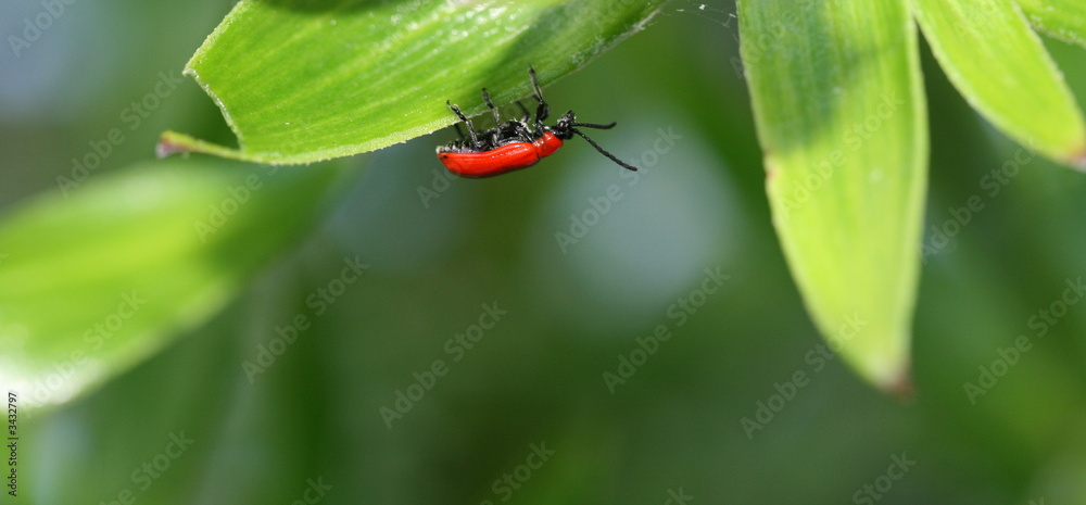 red lily beetle red lily beetle