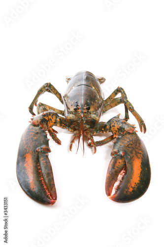 lobster (focus on face)