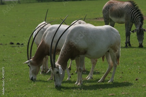 scimitar horned oryx photo