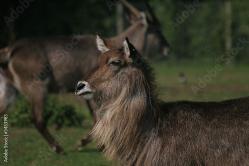 Canvas Print waterbuck