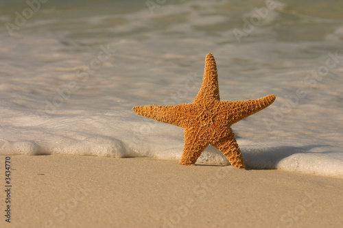 starfish in the surf
