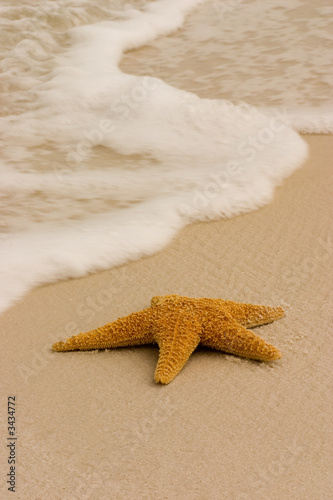 starfish in the surf