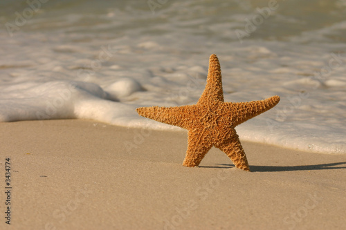 starfish in the surf