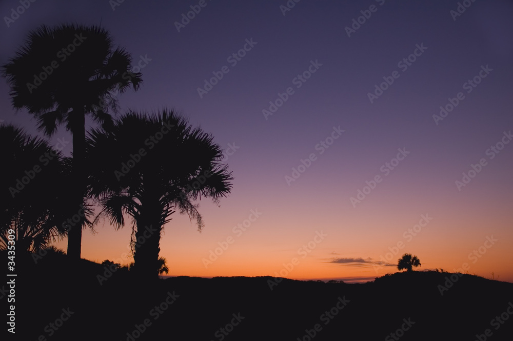 palm tree silhouette