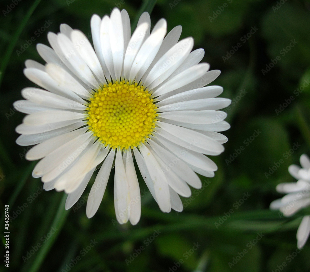 lonely daisy lonely daisy