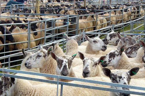 sheep market