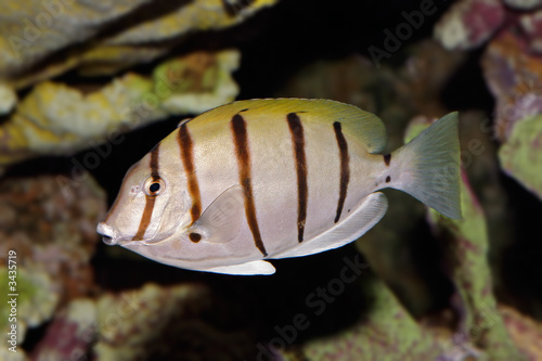 Billede på lærred convict surgeonfish