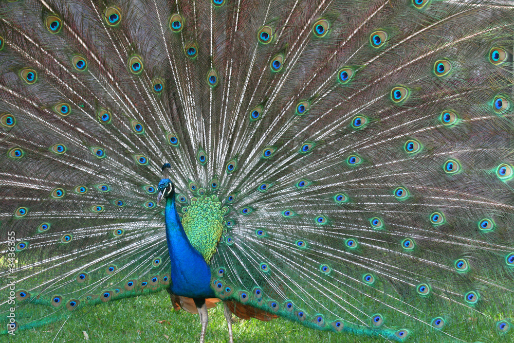 Naklejka premium peacock with tail open