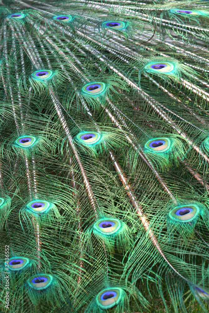 Obraz premium peacock feathers