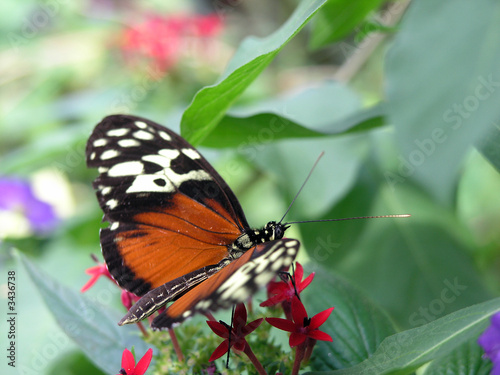 schmetterling, butterfly