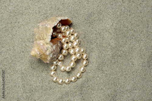 shallow-water snail with pearls