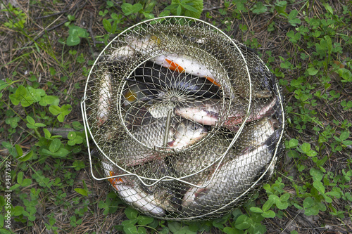 fish in the corf