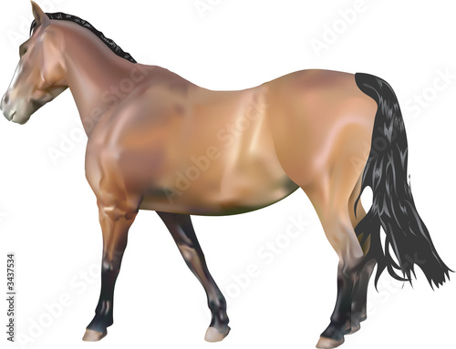 horse