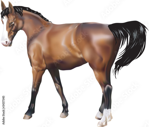 horse