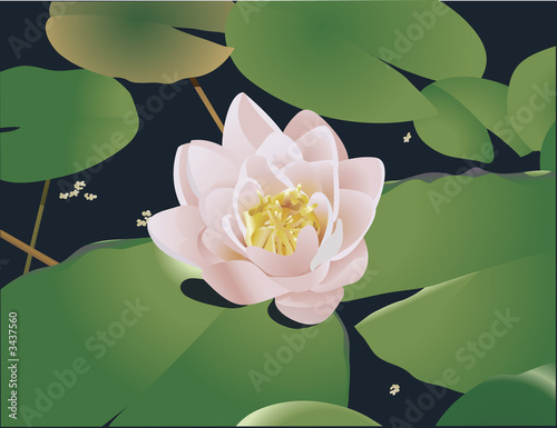 beautiful lily lotus