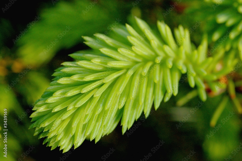 new growth new growth