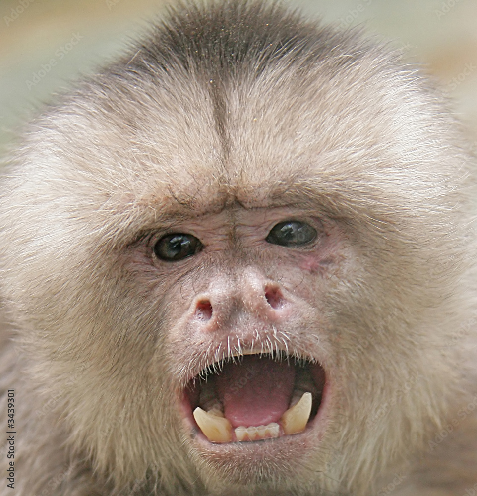 singe capucin 1 Photos Adobe Stock