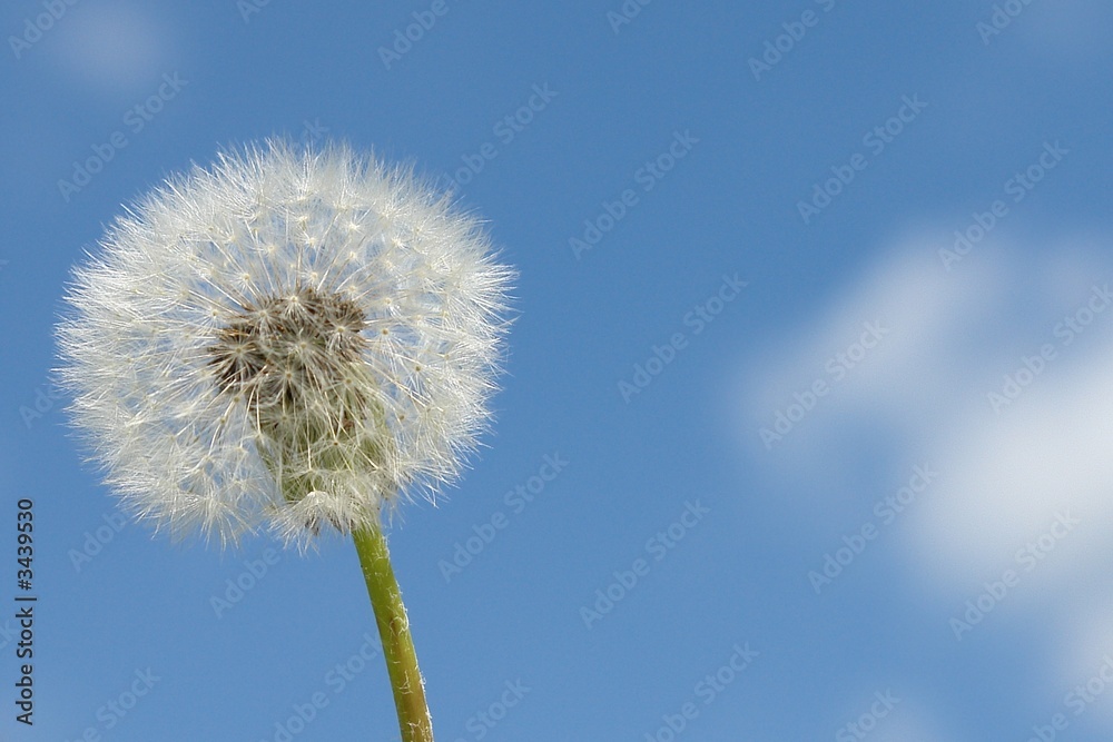 pusteblume