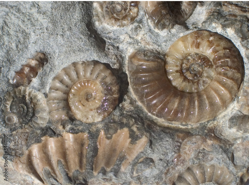 ammonites © Diana Leadbetter