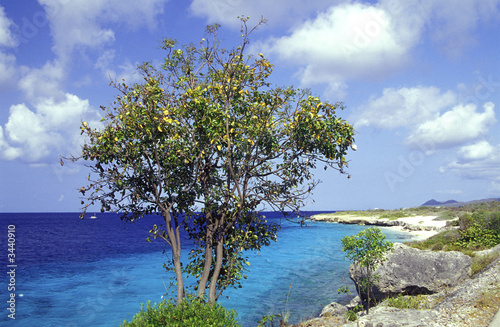 marine park, bonaire