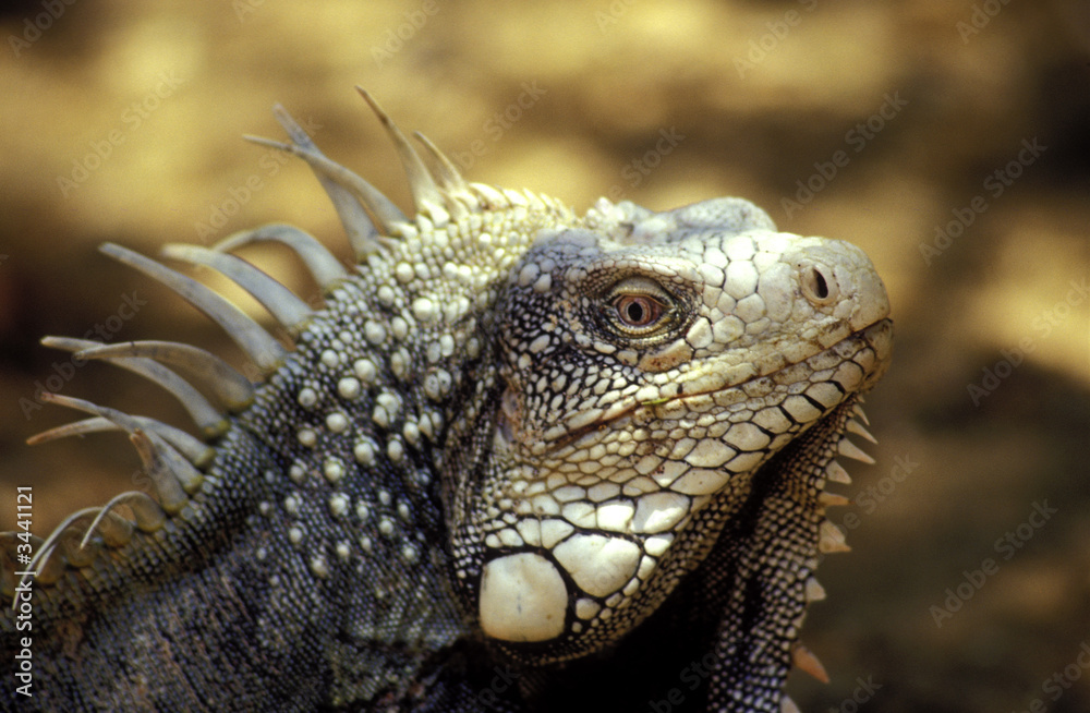 leguan im washington slagbaai nationalpark, bonaire leguan im washington slagbaai nationalpark, bonaire