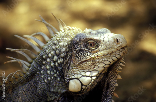 leguan im washington slagbaai nationalpark  bonaire