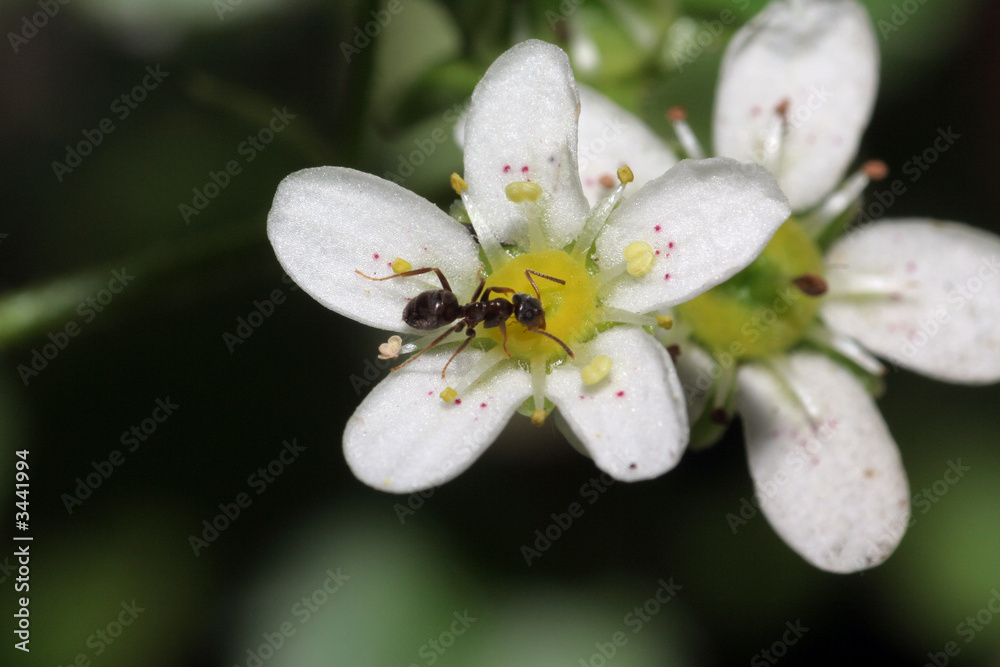 ameise auf blüte - makro ameise auf blüte - makro