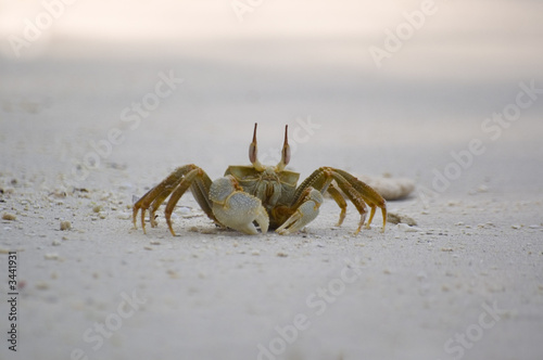 Quadro su tela ghost crab - ocypode ceratophthalmus