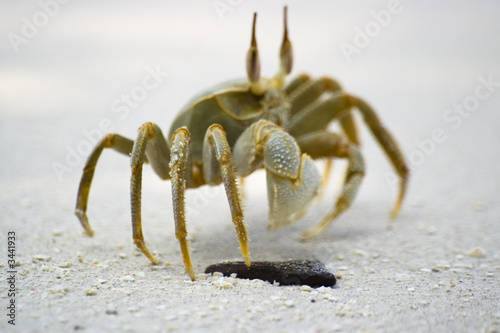 ghost crab photo
