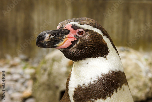 head of the penguin