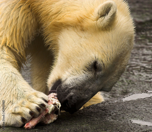 polar bear eating meat