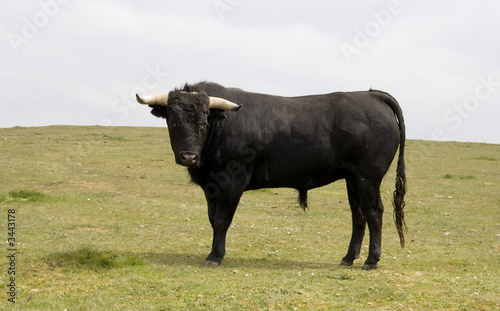 black bull