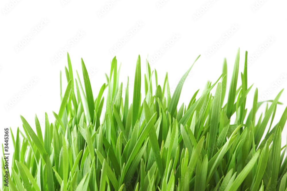 Fototapeta premium green grass isolated on the white background