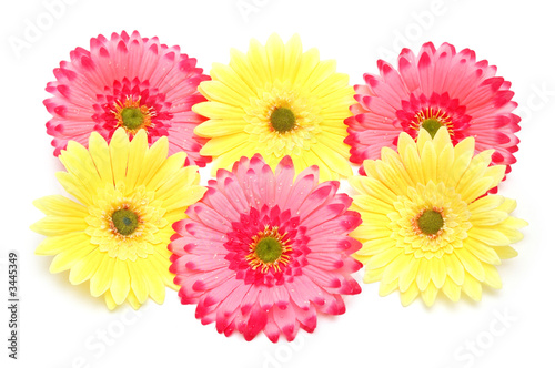 various colorful flowers isolated on the white
