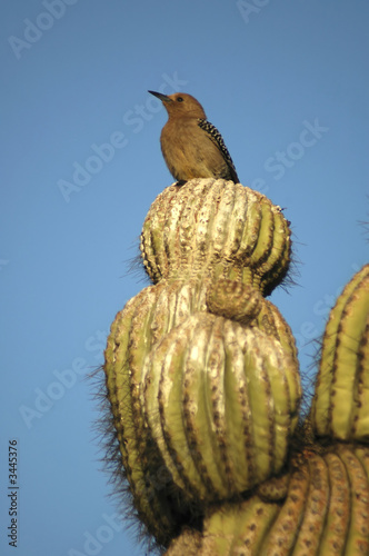 Gila Woodpecker 2