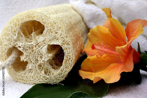 esponja y flor