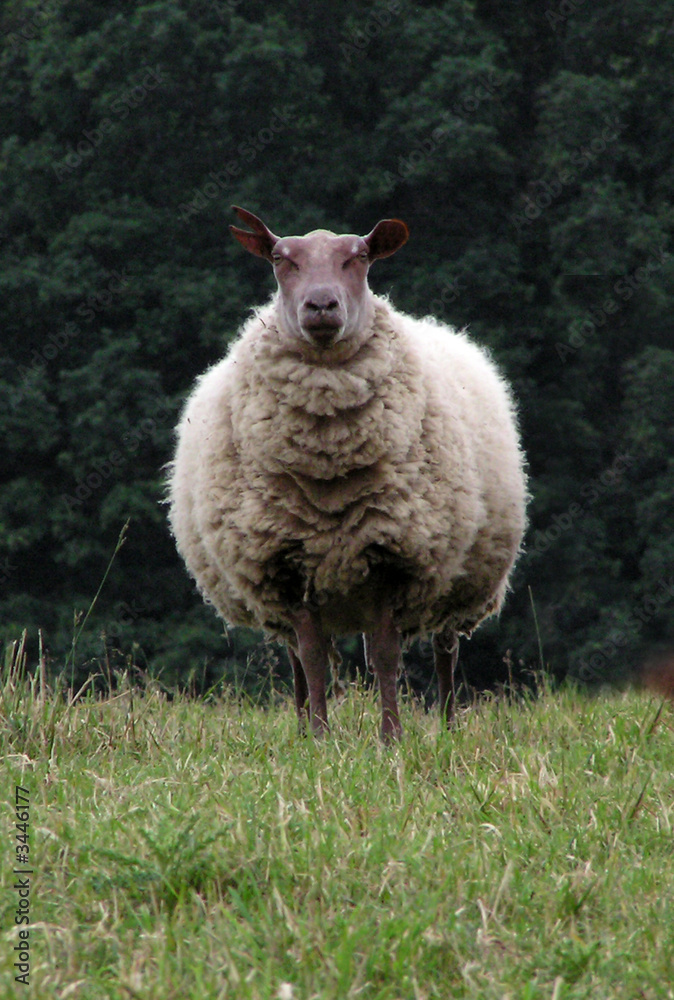 1372 - mouton 1372 - mouton
