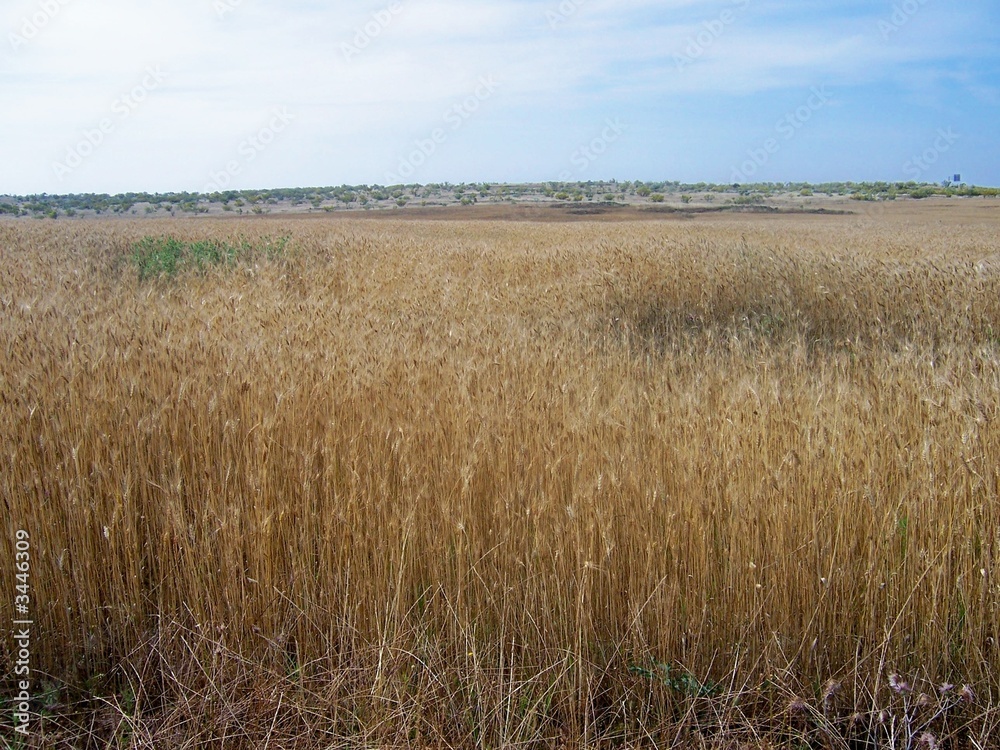 campos de trigo campos de trigo