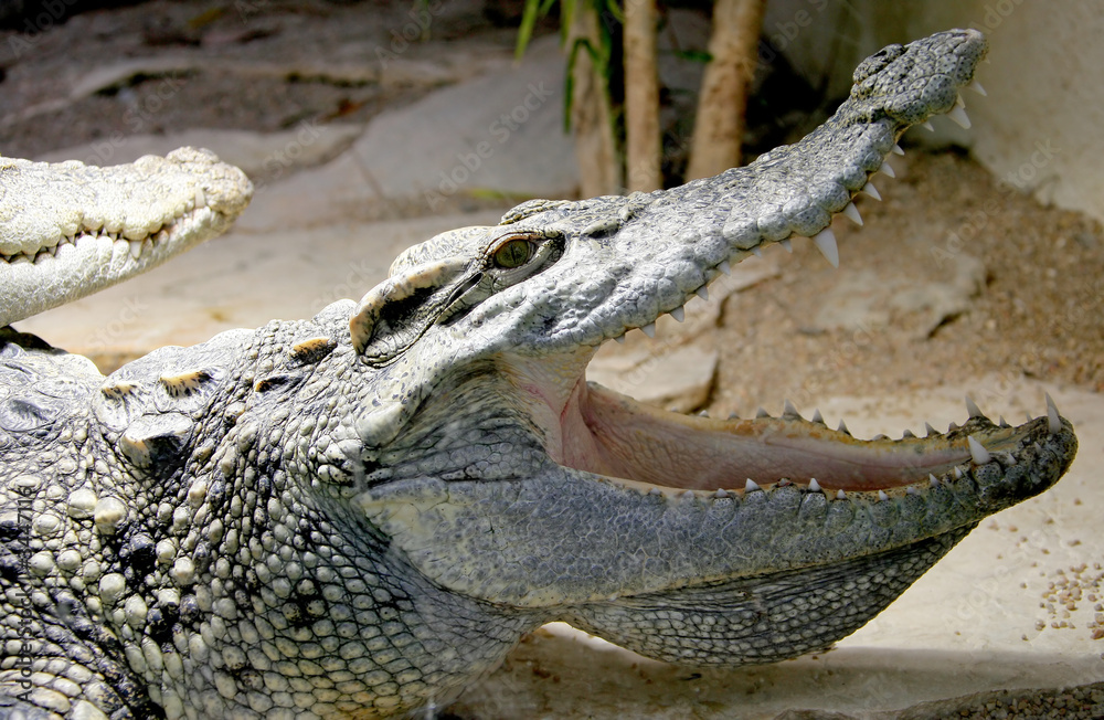 Naklejka premium crocodile siamois 1