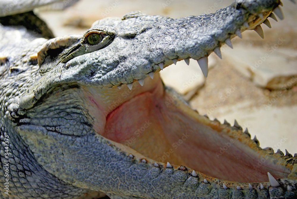 Obraz premium crocodile siamois 2