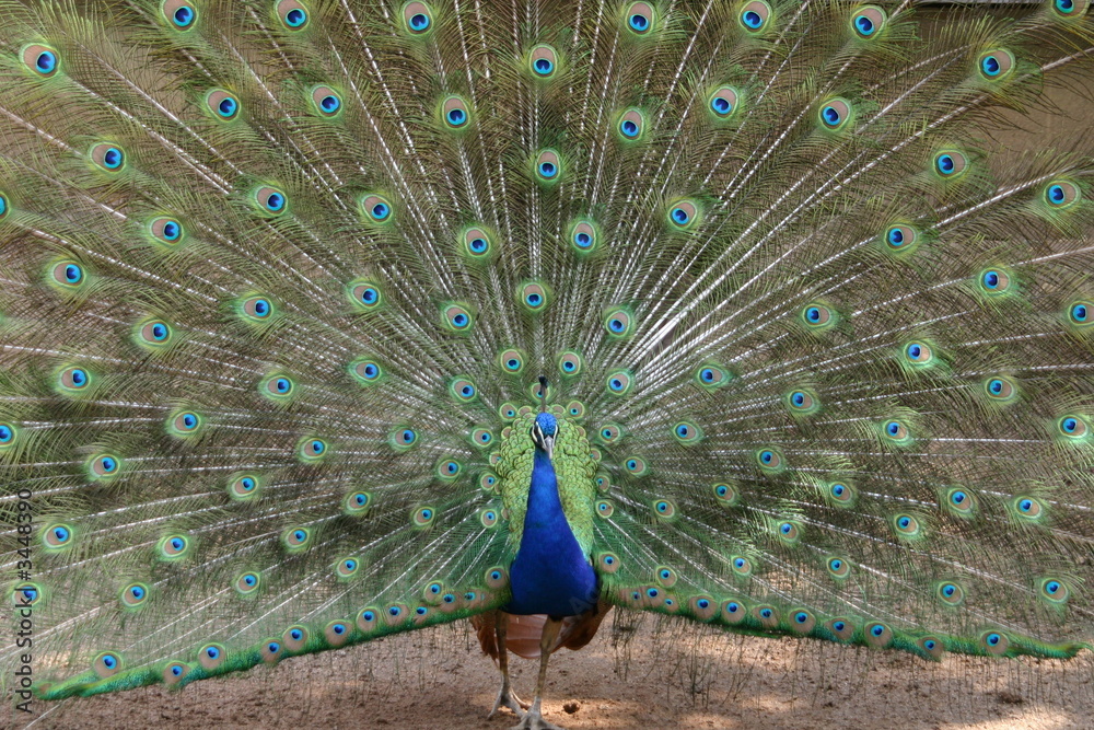 Naklejka premium pfau in aktion